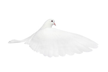free flying white dove isolated on a white background