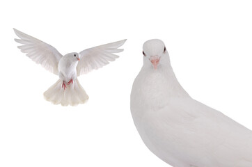 white doves isolated on a white background
