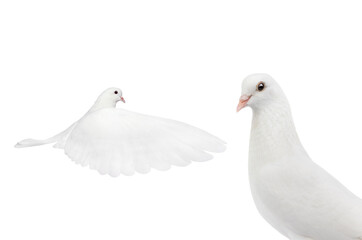 white dove isolated on a white background