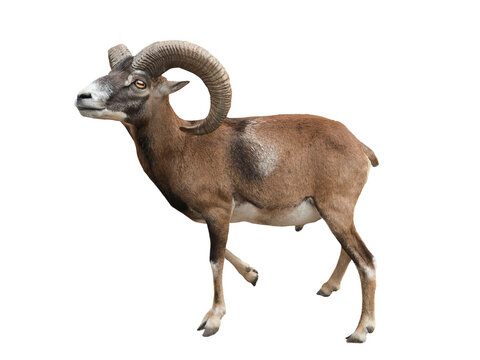 mouflon(Ovis gmelini) isolated on white background