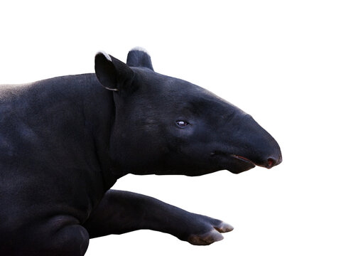 Portrait of a Malaysian tapir isolated on white background