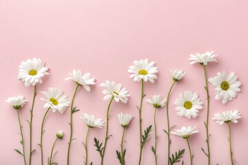 White Flowers Arranged in a Line on a Light Pink Background