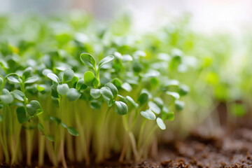 Growing microgreens in a small indoor garden for fresh, nutritious meals