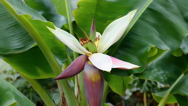 botanical 4K macro footage of banana flower and developing fruit showing pink and white petals buds and leaves that illustrate tropical plant growth