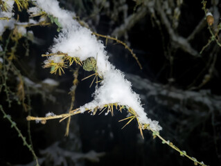 Puszysty śnieg na gałązkach modrzewia po zmroku jesienią. Gałązki modrzewia (rodzaj Larix) pokryte puszystym śniegiem na ciemnym tle. Gałązki ukazują charakterystyczne, igiełkowate liście i szyszki © Grzegorz