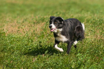 Stock Dog Runs In From Field