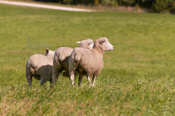 Three Sheep (Ovis aries) Rears to Viewer in Field