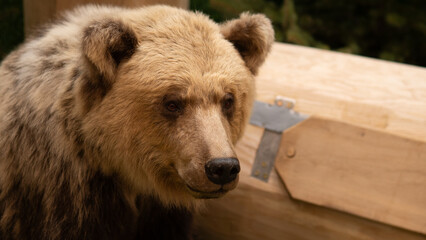 side profile brown bear beside crate in storage area, taxidermy specimen under conservation with packing materials and pallet visible, curator preparation for exhibit transport, careful