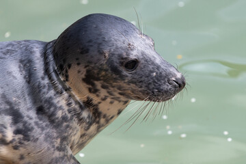 Head shot of a common seal (phoca vitulina) pup © tom
