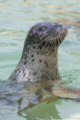 Head shot of a common seal (phoca vitulina) in the water © tom