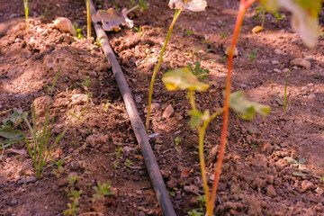 Close-up of modern drip irrigation pipe efficiently watering young seedlings and garden plants growing amongst some weeds in brown soil. Essential for agricultural concepts. Selective focus.