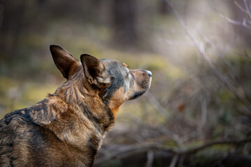 Pies w typie owczarka w trakcie spaceru w lesie. Siedząc na ziemi, węszy z pyskiem uniesionym do g&oacute;ry.