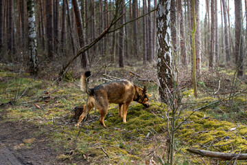 Pies w trakcie spaceru po lesie. Węszący przy pniu brzozy. © boguslavus