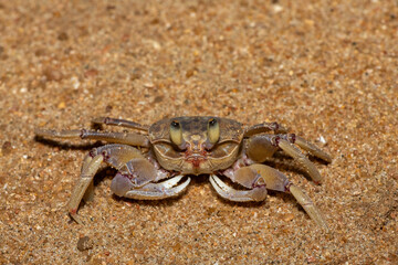A nocturnal pink ghost crab (Ocypode ryderi) on a sandy beach at night. A ghost crab species found...