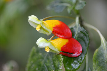 インパティエンス・ニアムニアメンシス
