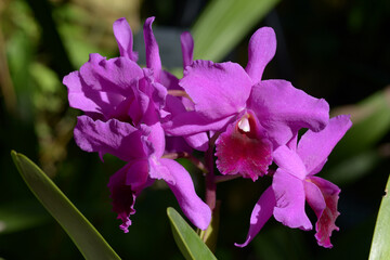 カトリアンテ・モリータイラー