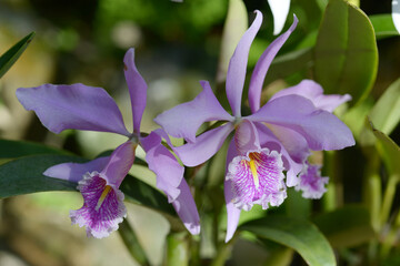 カトレア・マクシマ