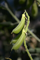 クロタラリア・カコンガミー