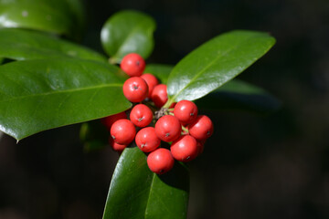 ヤバネヒイラギモチ