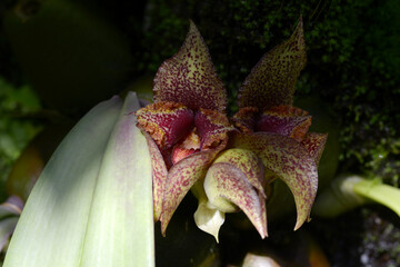 ブルボフィルム・マクロブルブム