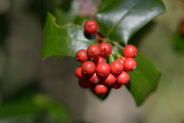 ヤバネヒイラギモチ