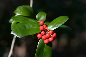 ヤバネヒイラギモチ