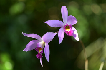 レリア・アンケプス