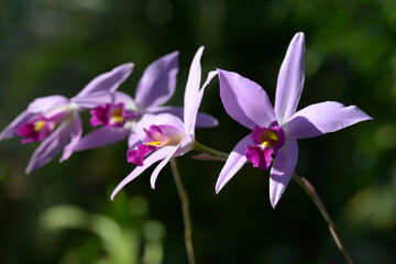 レリア・アンケプス