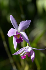 レリア・アンケプス