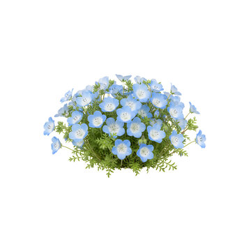 ネモフィラの青い花の茂み（側面図）