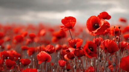 Fototapeta premium Bright red poppies fill the field as they stand tall against a gray sky. The flowers sway gently in the breeze showcasing their vibrant colors in the spring season.
