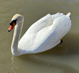 Swan on Lake