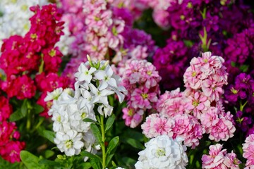 赤白ピンク紫のキンギョソウの花