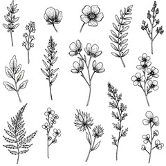 Obraz premium A versatile vector collection of fifteen hand-drawn botanical elements, featuring delicate wildflowers, diverse leaves, and various plant stems, ideal for natural-themed designs and creative projects