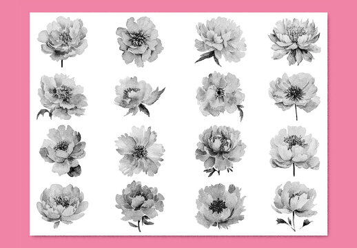 Vector watercolor painted style - peony flowers clipart with stipple noise texture effect