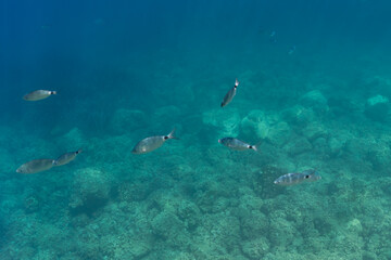 Underwater school of Saddled seabream fish swimming over rocky seabed in clear turquoise water of Mediterranean Sea in Southern France