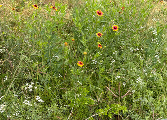 Texas Wildflowers