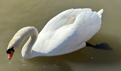 Swan Swimming