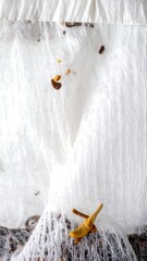 Close-up of small organic fragments on a white textured surface.