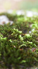 moss on the stone