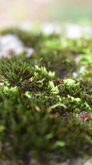 green moss on the ground