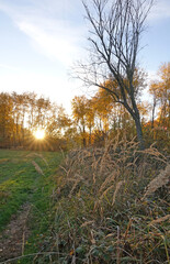 Waldrand im Herbst im gegenlicht