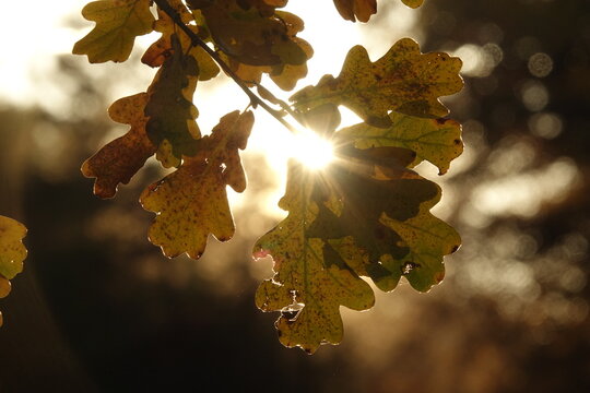 Bl&auml;tter einer im Herbst bei gegenlicht