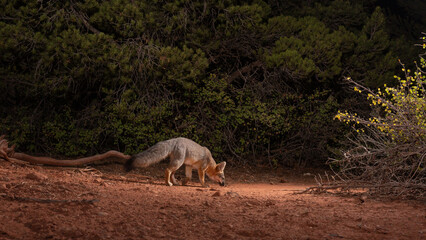 A small Grey Fox lit by the light of a camera trap, sniffs at the ground along a wildlife trail between bushes and trees in the mountains of Southern Utah USA at night.