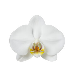 白い胡蝶蘭の花