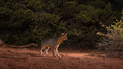 A small Grey Fox stands in a clearing between trees and bushes looking back over its shoulder towards the gap where it came from in the desert mountains of Southern Utah USA.