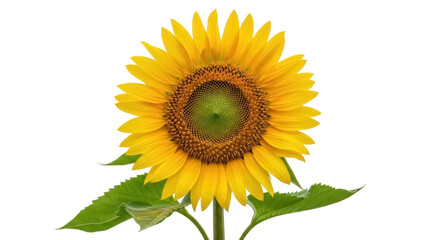 Fototapeta premium Bright yellow sunflower PNG isolated on transparent background, cheerful summer flower for design projects and botanical themes