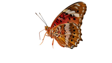 Beautiful Indian fritillary butterfly PNG isolated on transparent background, orange and brown patterned insect for design projects © Roxana