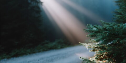 Tree with sunlight shining on it