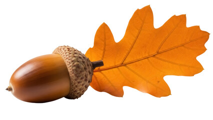 Autumn acorn and oak leaf PNG isolated on transparent background, fall season nature element for Thanksgiving and seasonal designs © Roxana